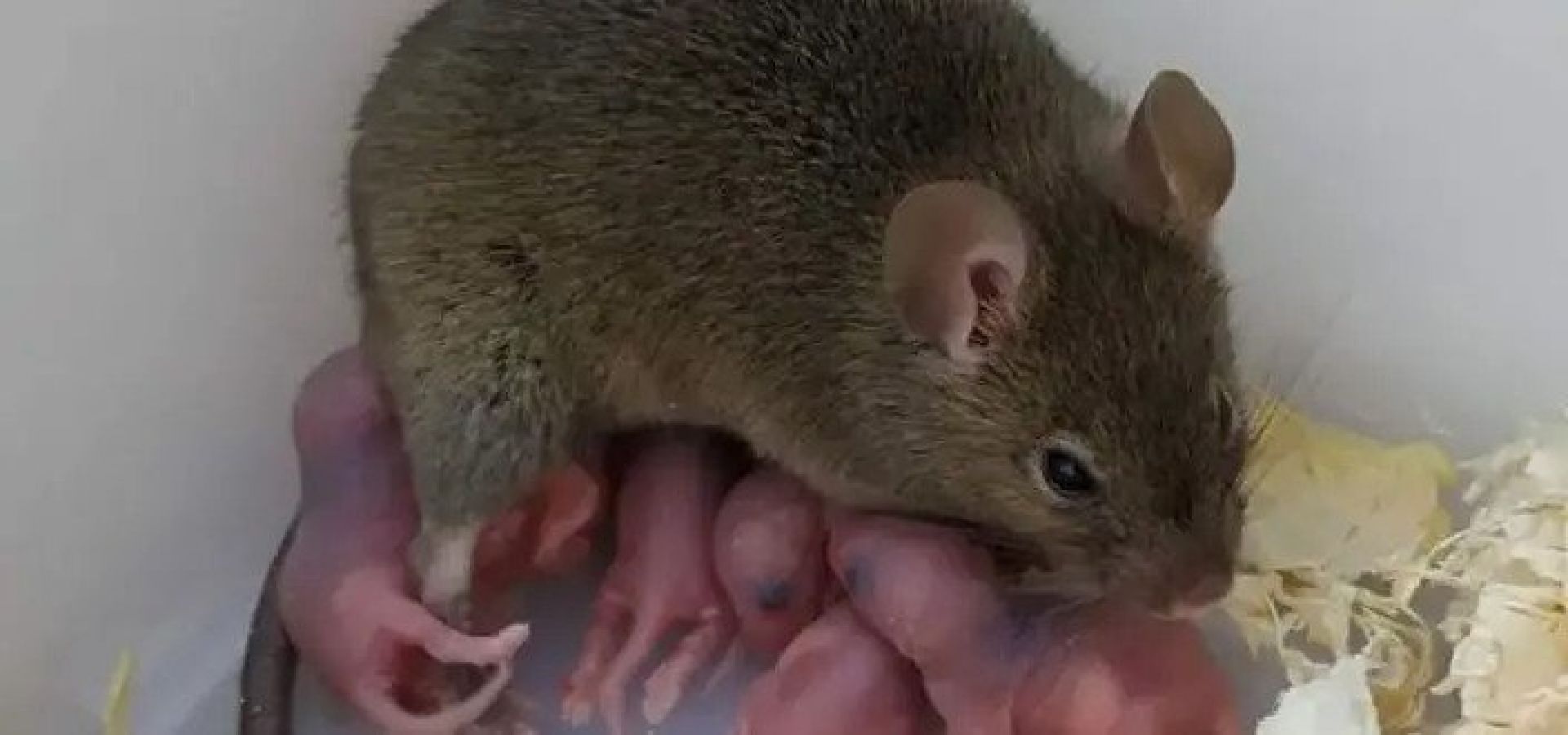 Ένα παρθένο ποντίκι γέννησε ποντικάκια