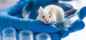 &Alpha;&upsilon;&sigma;&tau;&rho;&alpha;&lambda;ί&alpha;: &Epsilon;&pi;&iota;&sigma;&tau;ή&mu;&omicron;&nu;&epsilon;&sigmaf; &alpha;&nu;&tau;&iota;&sigma;&tau;&rho;έ&phi;&omicron;&upsilon;&nu; &tau;&omicron; &alpha;&nu;&alpha;&pi;&alpha;&rho;&alpha;&gamma;&omega;&gamma;&iota;&kappa;ό &rho;&omicron;&lambda;ό&iota; &sigma;&epsilon; &pi;&omicron;&nu;&tau;ί&kappa;&iota;&alpha;